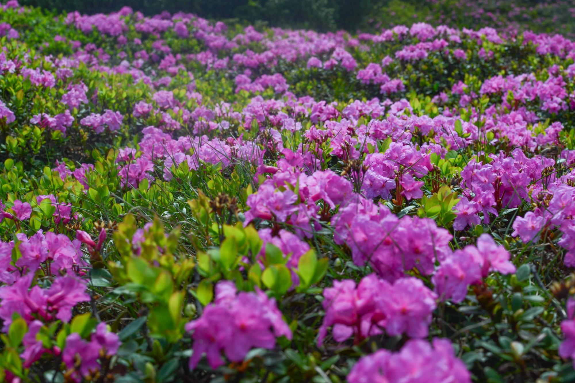 У Карпатах квітне червона рута. Як вона виглядає і де її шукати (фото)